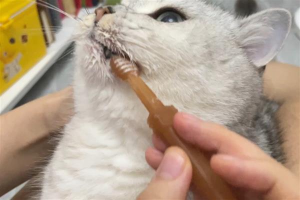 猫咪为什么会患上口炎疾病，可能是缺乏维生素所致