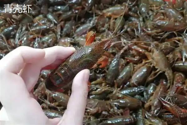 青壳虾与红壳虾有什么区别，前者呈青褐色、后者呈红褐色