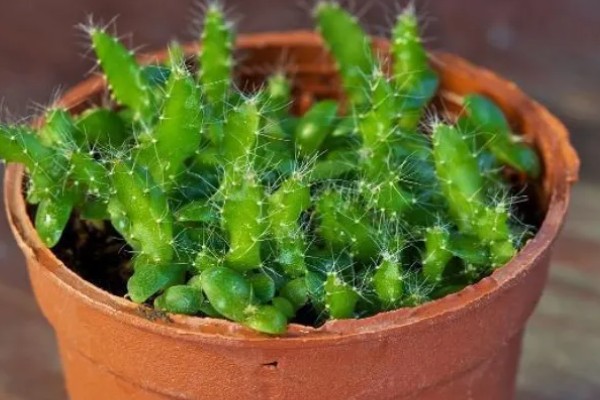 火龙果种植盆栽方法，施肥一般选择有机肥最好