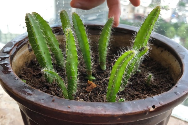 火龙果种植盆栽方法，施肥一般选择有机肥最好
