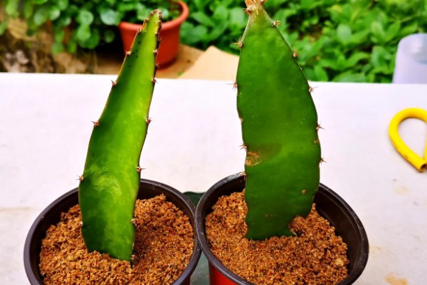 火龙果种植盆栽方法，施肥一般选择有机肥最好