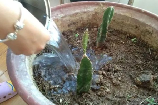 火龙果种植盆栽方法，施肥一般选择有机肥最好