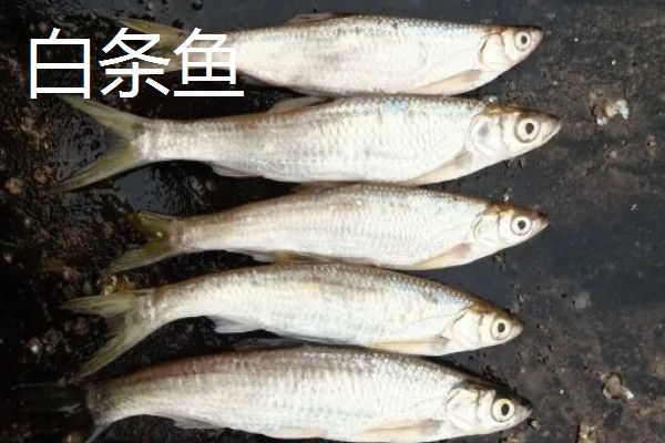 马口鱼的价格，人工养殖一斤需要20-30元左右