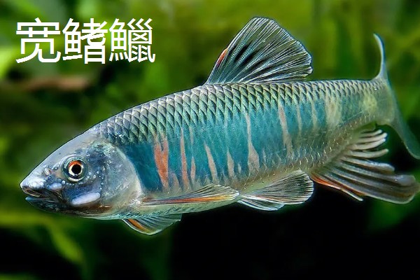 马口鱼的价格，人工养殖一斤需要20-30元左右