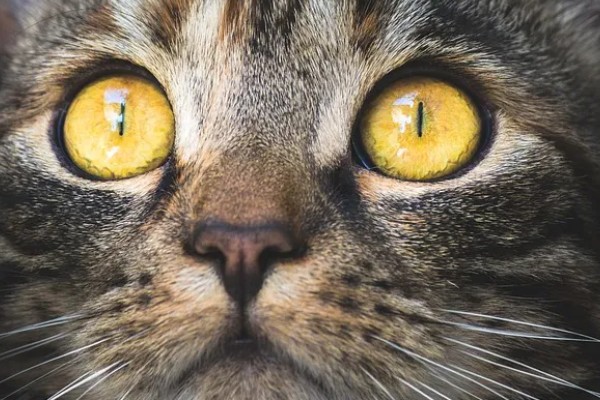 猫咪的眼睛颜色的决定因素，是眼睛虹膜色素沉着和折射