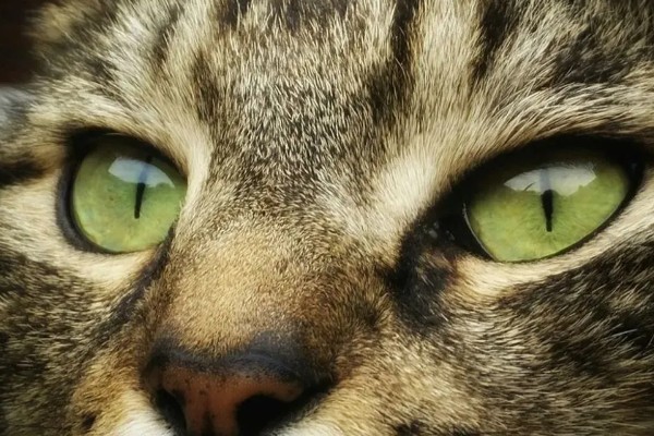 猫咪的眼睛颜色的决定因素，是眼睛虹膜色素沉着和折射
