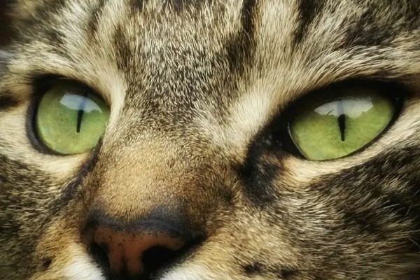 猫咪的眼睛颜色的决定因素，是眼睛虹膜色素沉着和折射