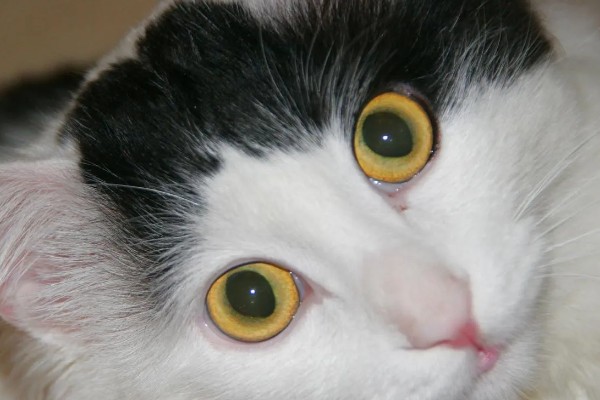 猫咪的眼睛颜色的决定因素，是眼睛虹膜色素沉着和折射