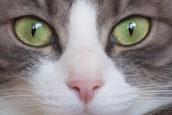 猫咪的眼睛颜色的决定因素，是眼睛虹膜色素沉着和折射