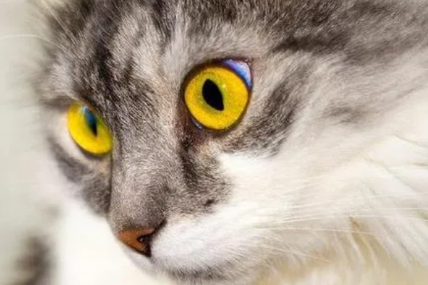 猫咪的眼睛颜色的决定因素，是眼睛虹膜色素沉着和折射
