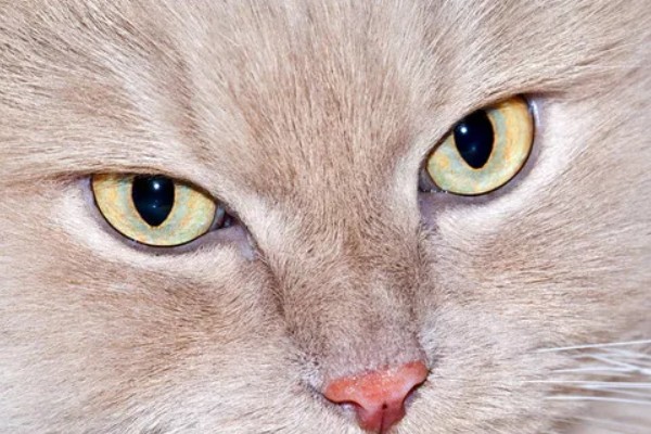 猫咪的眼睛颜色的决定因素，是眼睛虹膜色素沉着和折射