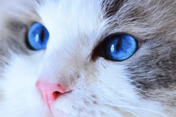 猫咪的眼睛颜色的决定因素，是眼睛虹膜色素沉着和折射