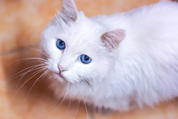 猫咪的眼睛颜色的决定因素，是眼睛虹膜色素沉着和折射