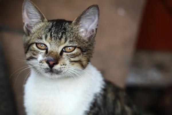 猫咪的眼睛颜色的决定因素，是眼睛虹膜色素沉着和折射