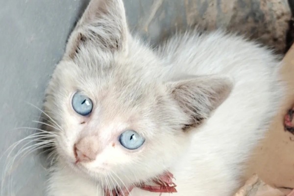 猫咪的眼睛颜色的决定因素，是眼睛虹膜色素沉着和折射