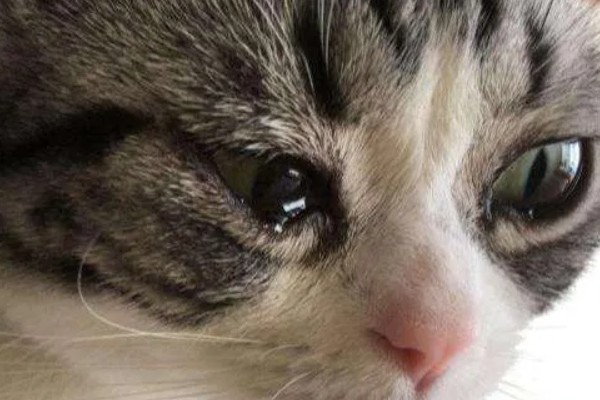 猫咪的眼睛颜色的决定因素，是眼睛虹膜色素沉着和折射