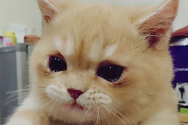猫咪的眼睛颜色的决定因素，是眼睛虹膜色素沉着和折射