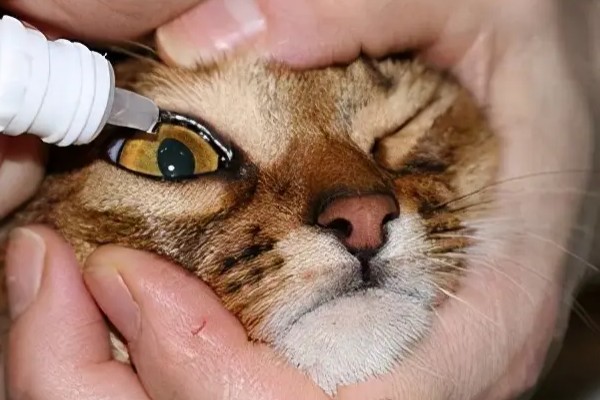 猫咪的眼睛颜色的决定因素，是眼睛虹膜色素沉着和折射