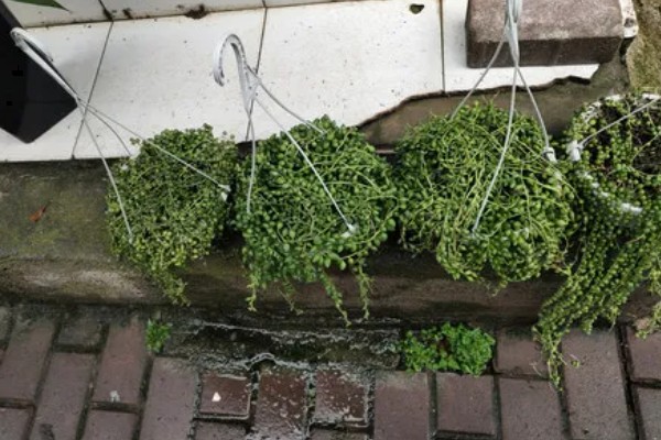 佛珠吊兰的作用，有观赏和净化空气的作用