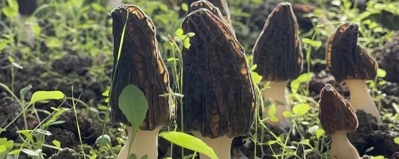 羊肚菌的栽培方法，整地时要施撒生石灰和草木灰