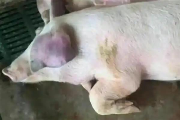 蓝耳病会不会传染其它猪，会传染其它猪