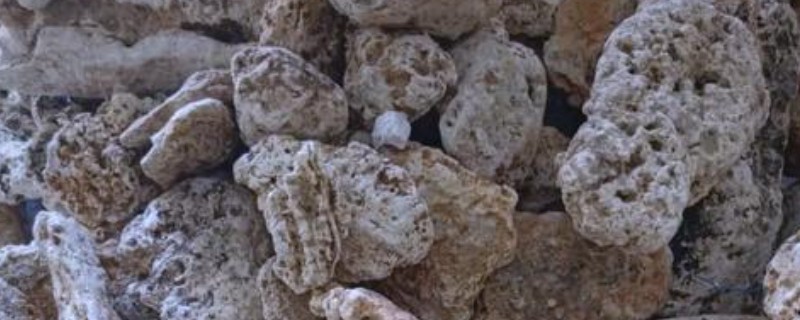龙涎香来自哪种动物，来自于抹香鲸