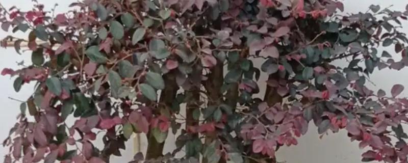 红花檵木的生长环境介绍，适合在微酸性土质中生长