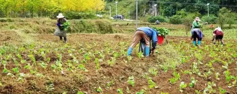 油菜育苗的方法，尽可能做到稀播、匀播