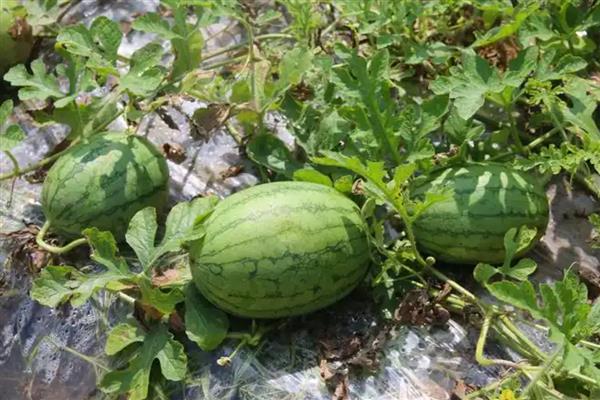 夏天的应季水果推荐，有草莓、桃子等