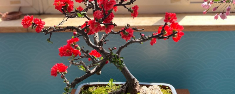 海棠树好养吗，是比较好养的植物