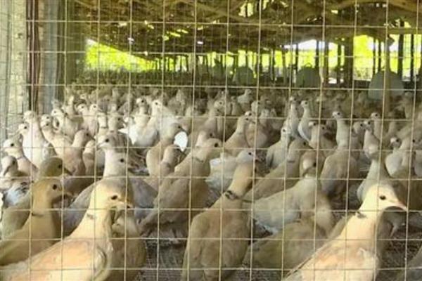斑鸠的养殖技术，用竹子和塑料网搭建养殖场