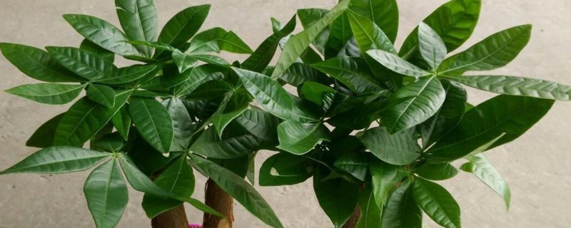 发财树如何修剪，长到30-50cm的时候打顶