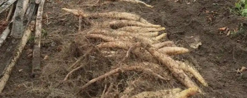 山药怎么种，一般是用无性繁殖