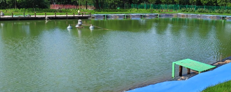 鱼塘黑水改善水质的方法，可能是有机质过量所致