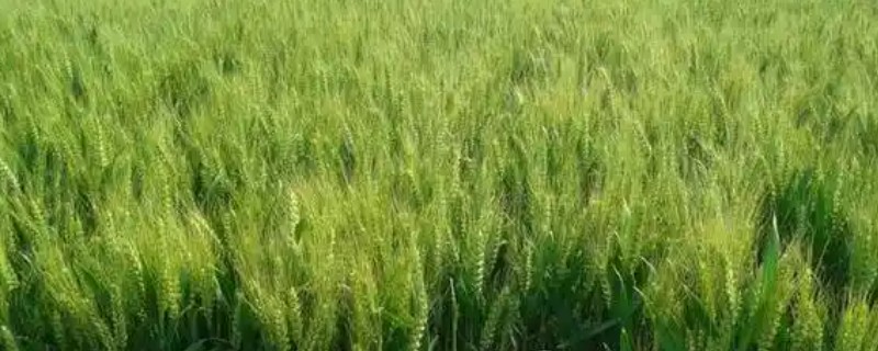 河北抗旱抗盐碱小麦品种，推荐三抗6号、捷麦19等