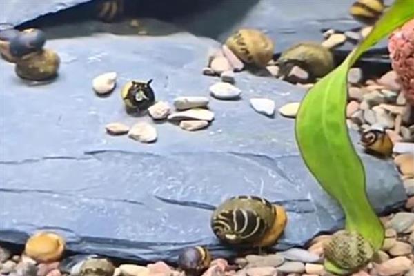 鱼缸养螺的注意事项，养殖数量不能太多