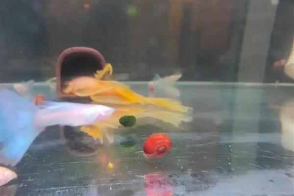 鱼缸养螺的注意事项，养殖数量不能太多