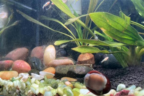 鱼缸养螺的注意事项，养殖数量不能太多