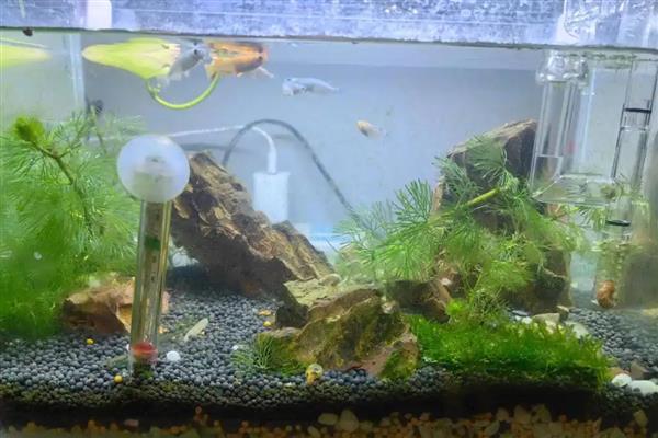 鱼缸养螺的注意事项，养殖数量不能太多