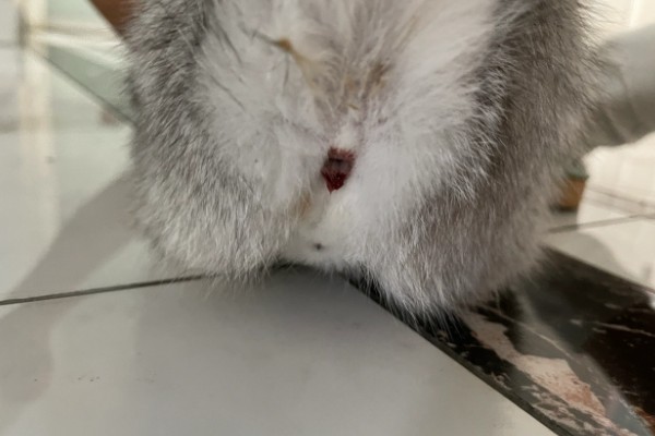母猫下面流血的原因，可能为子宫蓄脓、子宫积液等