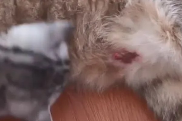 母猫下面流血的原因，可能为子宫蓄脓、子宫积液等