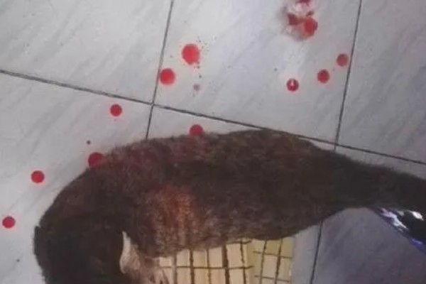 母猫下面流血的原因，可能为子宫蓄脓、子宫积液等