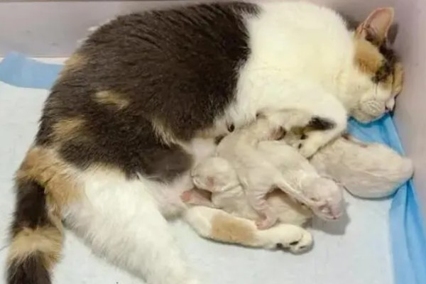 母猫下面流血的原因，可能为子宫蓄脓、子宫积液等