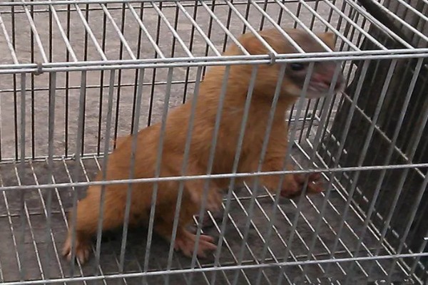 黄鼠狼能不能养，黄鼠狼能养