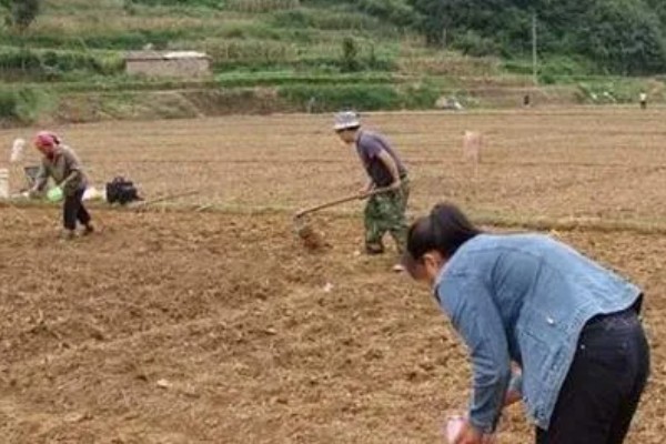 侧柏种子如何挑选，条线色泽均匀的饱满种子