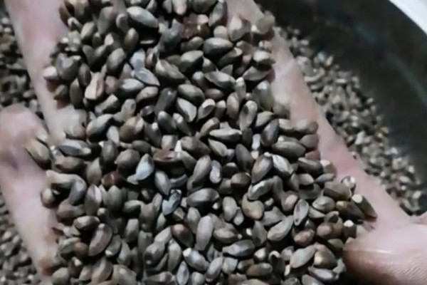 侧柏种子如何挑选，条线色泽均匀的饱满种子