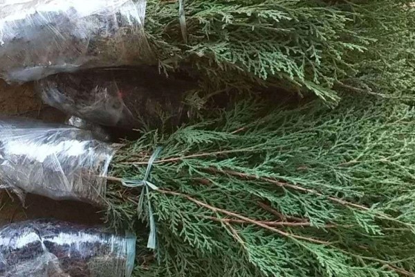 侧柏种子如何挑选，条线色泽均匀的饱满种子
