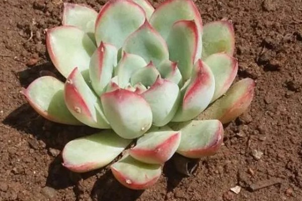 花月夜的家庭养殖方法，生长期每隔7天浇一次水