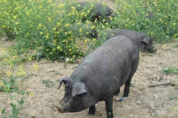 太湖猪有什么优缺点，繁殖能力强但生长速度慢