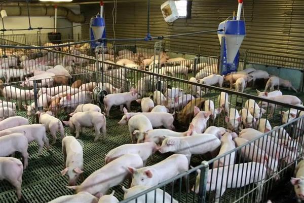 养猪几个月可以出栏，一般只需要6-8个月